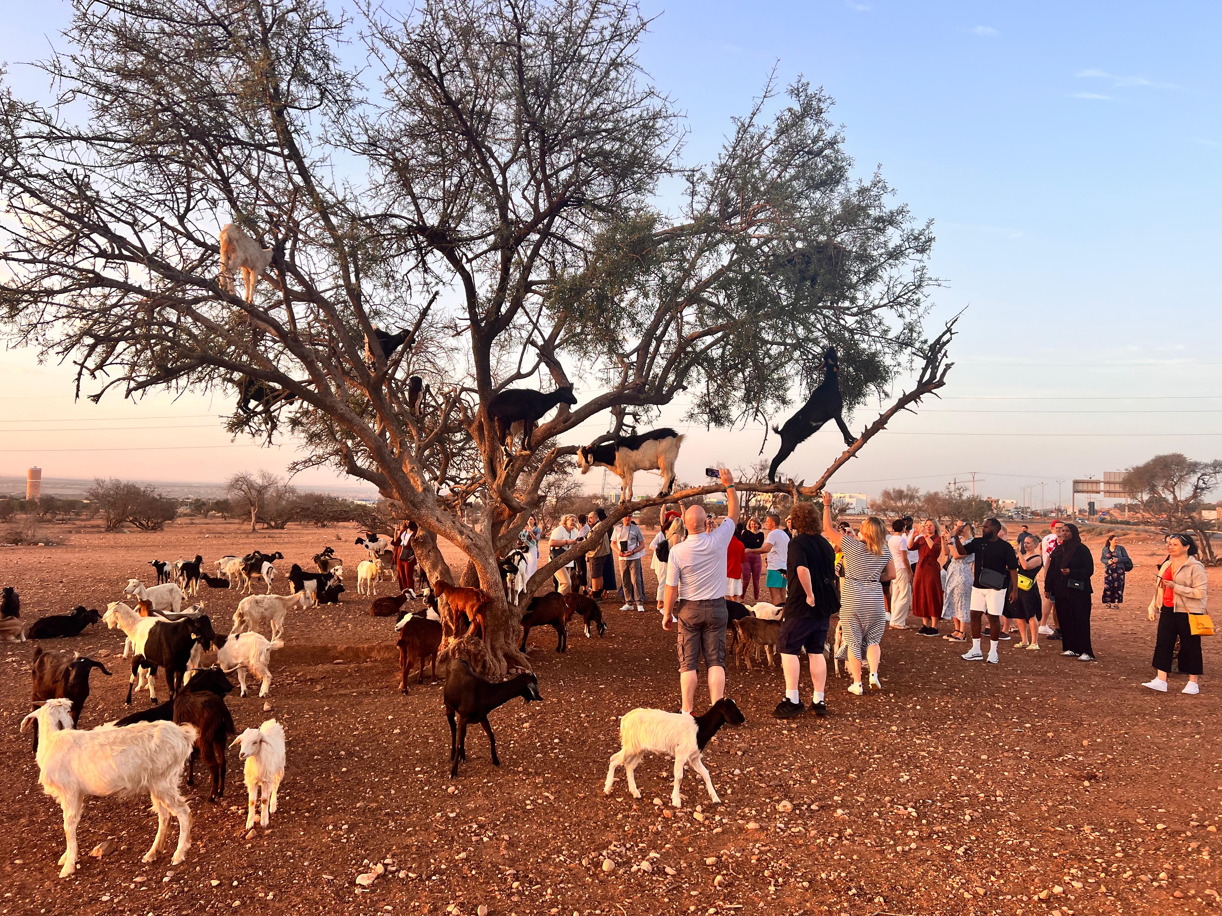 Taroudant scenic landscapes and culture